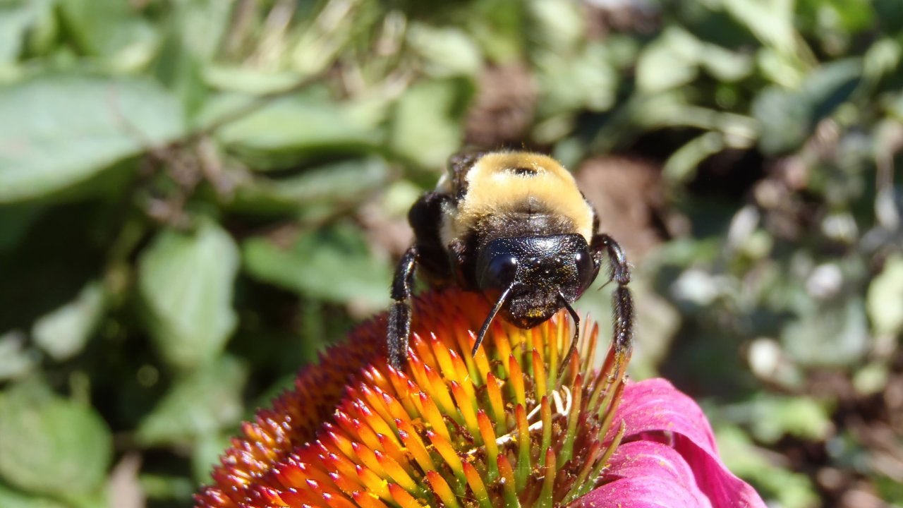 bumble bee resting on a flower