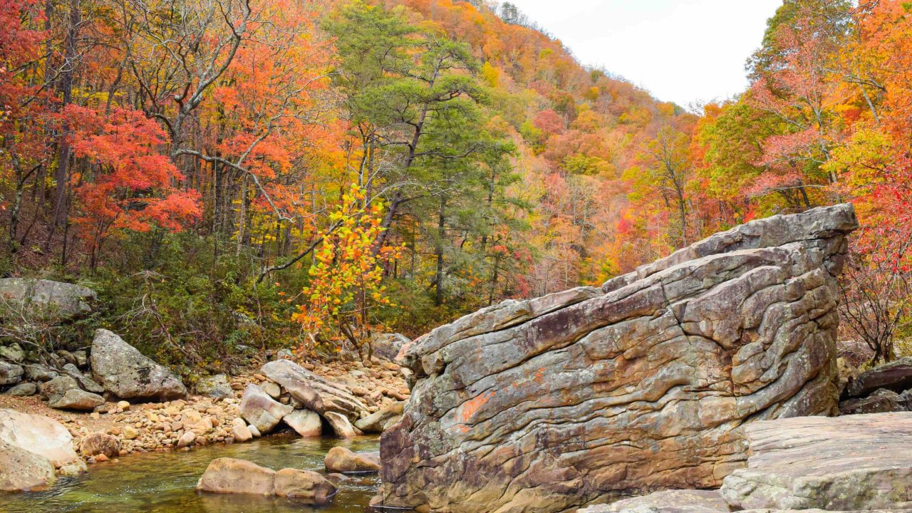 view of a creek with different sizes of rock in it surrounded by fall trees with different colors