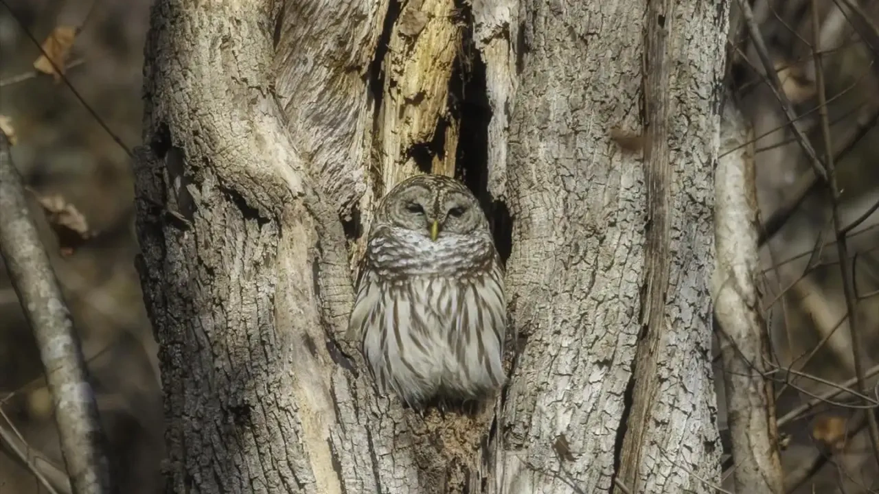 Owl camouflaged in a tree trunk.