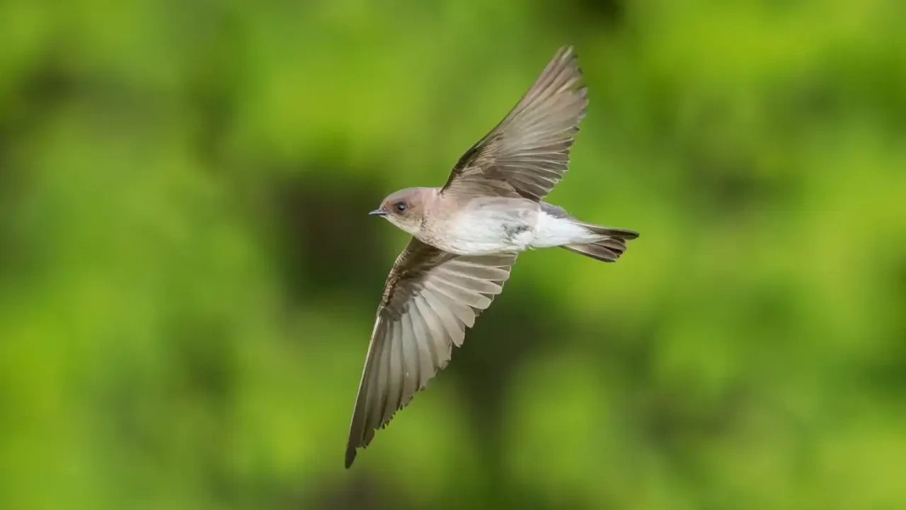 Bird in flight against a blurred green background.