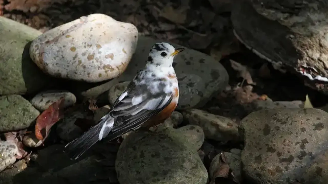 Bird with speckled plumage standing on rocks in dappled sunlight.