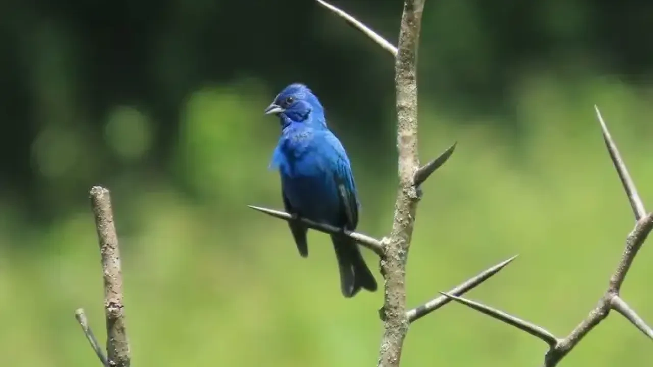 Blue bird perched on a thorny branch, with a blurred green background.