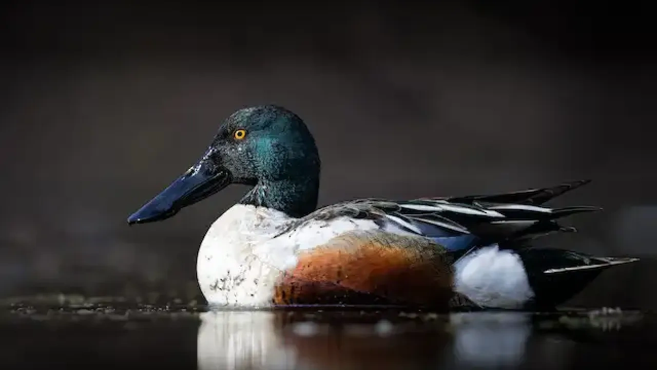 Northern shoveler duck with vibrant plumage on calm water.
