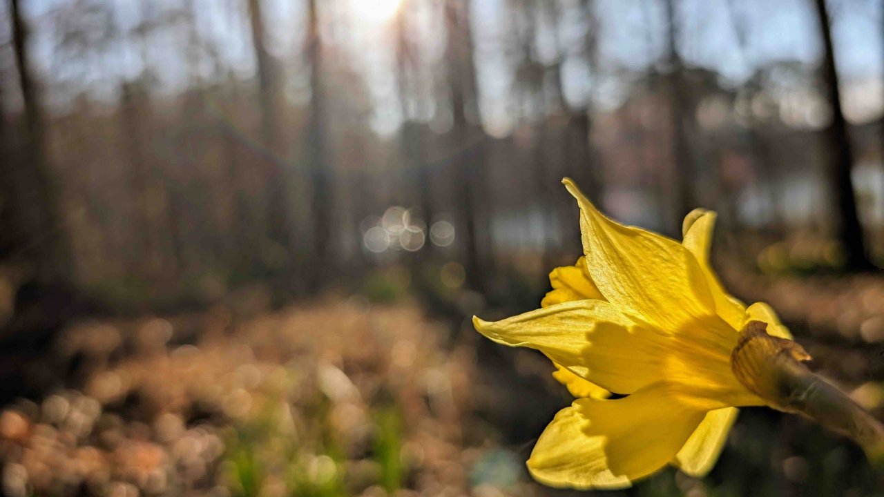 yellow flower in focus and a natural trail in the background out of focus