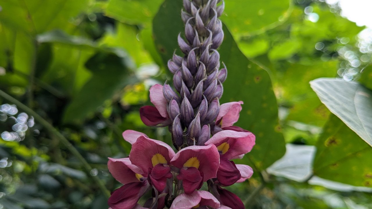 Close-up of a tall, vibrant purple and pink flowering spike against lush green leaves. The scene feels serene and natural, showcasing floral beauty.