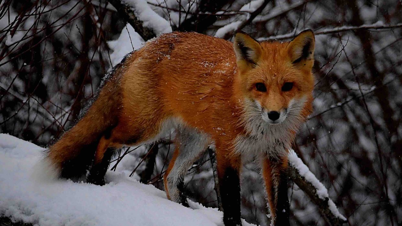 red fox standing on snow covered fallen tree