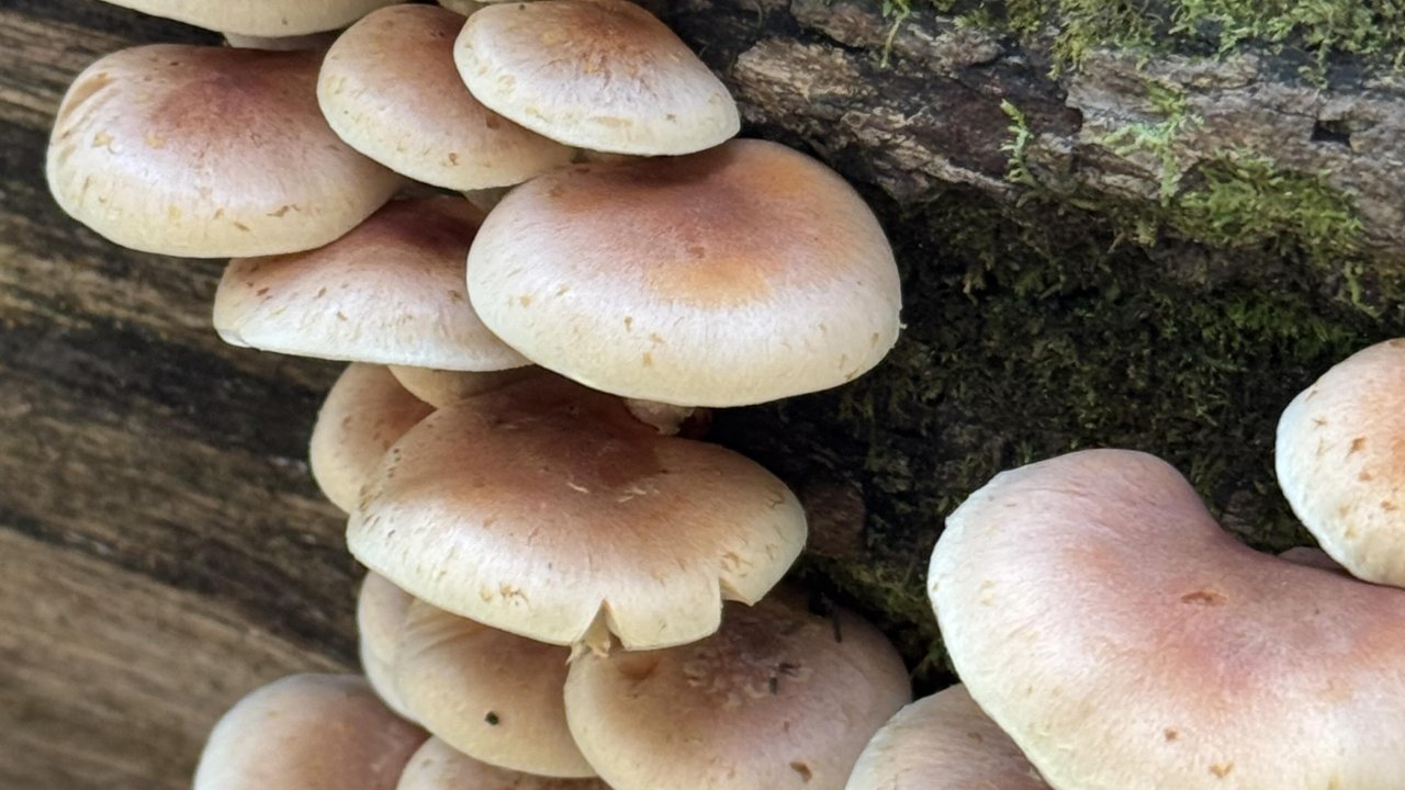 Cluster of light brown mushrooms growing on a mossy tree trunk, showcasing layered caps in a natural setting. Earthy and serene atmosphere.