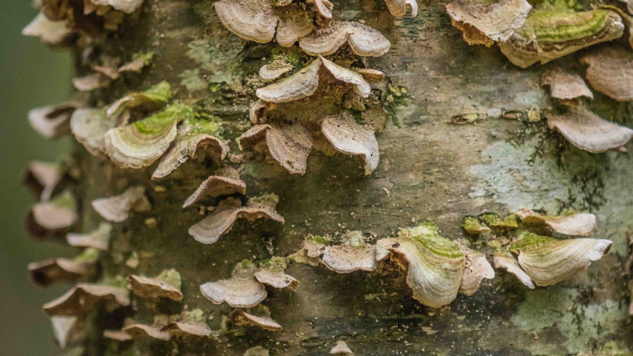 close up image of fungi growing on a birch tree