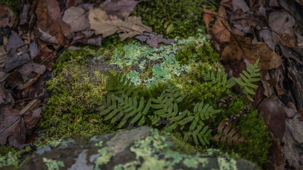 ferns growing inbetween mossy boulders