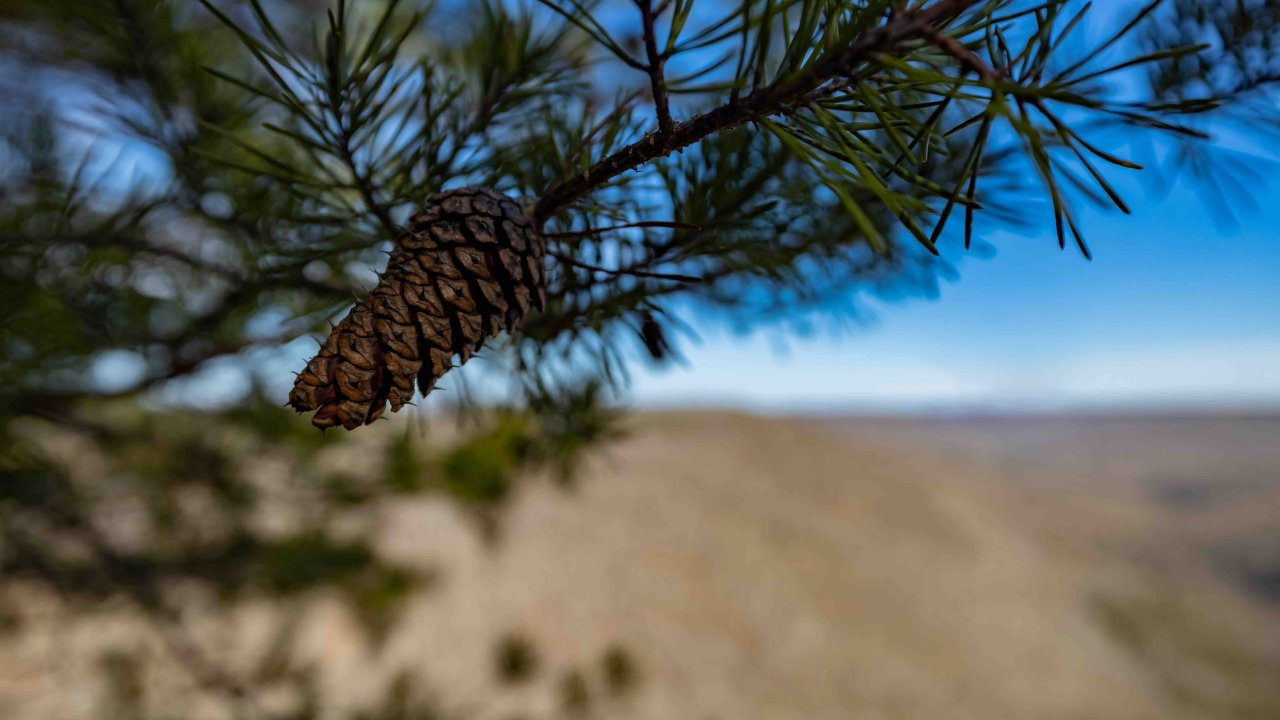 pinecone closeup hanging on a pine tree