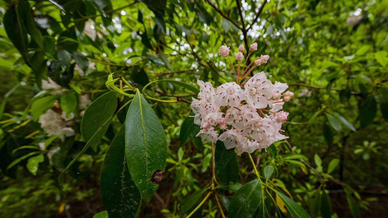 blossoms on a green tree branch