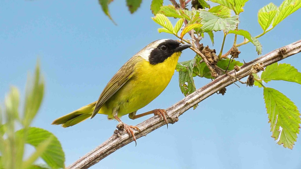 small yellow bird parched on a thin tree branch