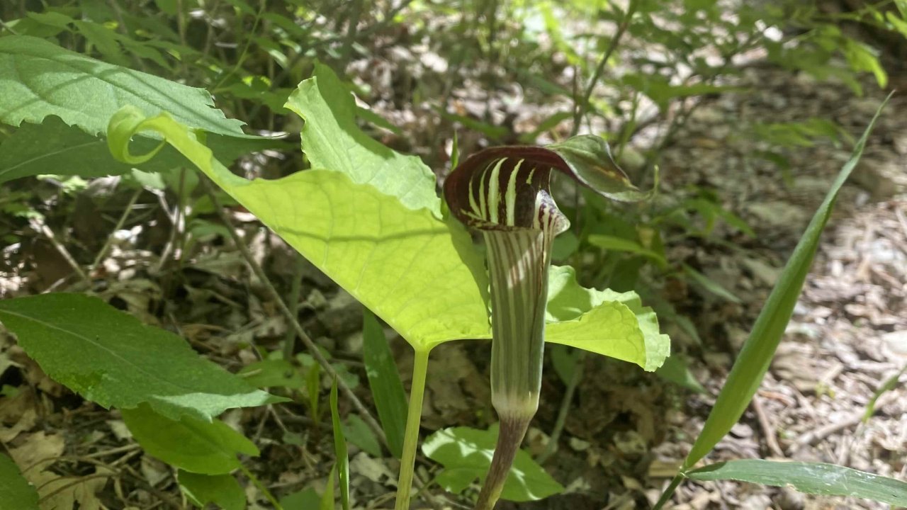Close-up of a Jack-in-the-pulpit plant in a wooded area. The flower has a striped spathe and hood, surrounded by bright green leaves, conveying a serene, natural vibe.
