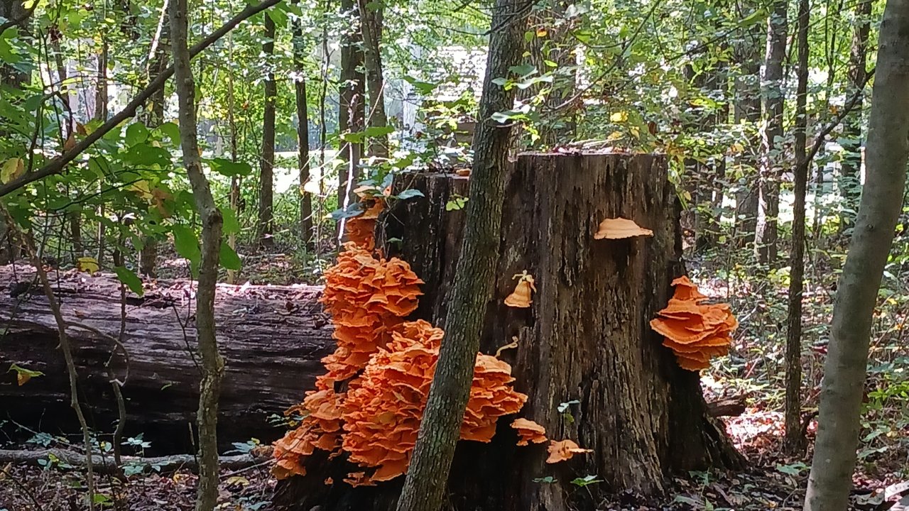 A forest scene with a tree stump covered in vibrant orange mushrooms. Sunlight filters through leaves, creating a serene, natural atmosphere.