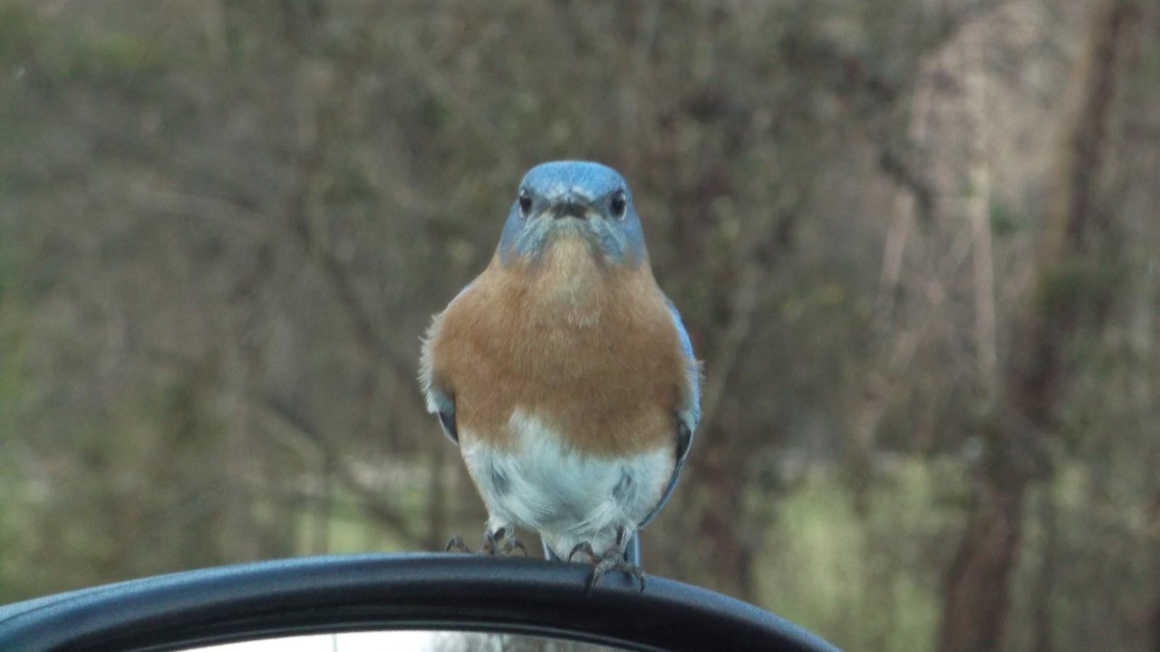 small blue bird sitting on car rear view mirror staring at camera