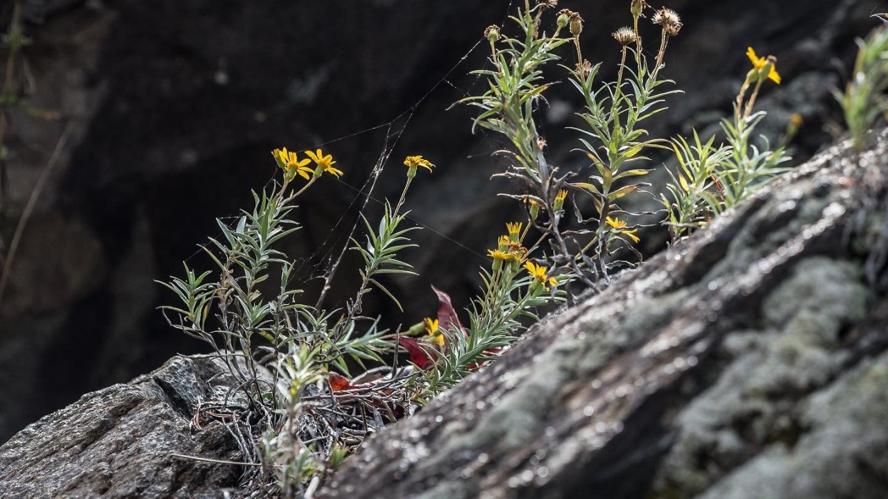 Yellow wildflowers growing on a rocky cliff edge.