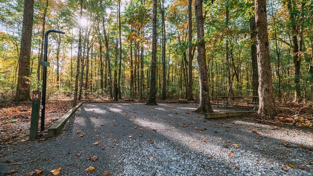 Outdoor fitness area in a forest with sunlight filtering through trees.