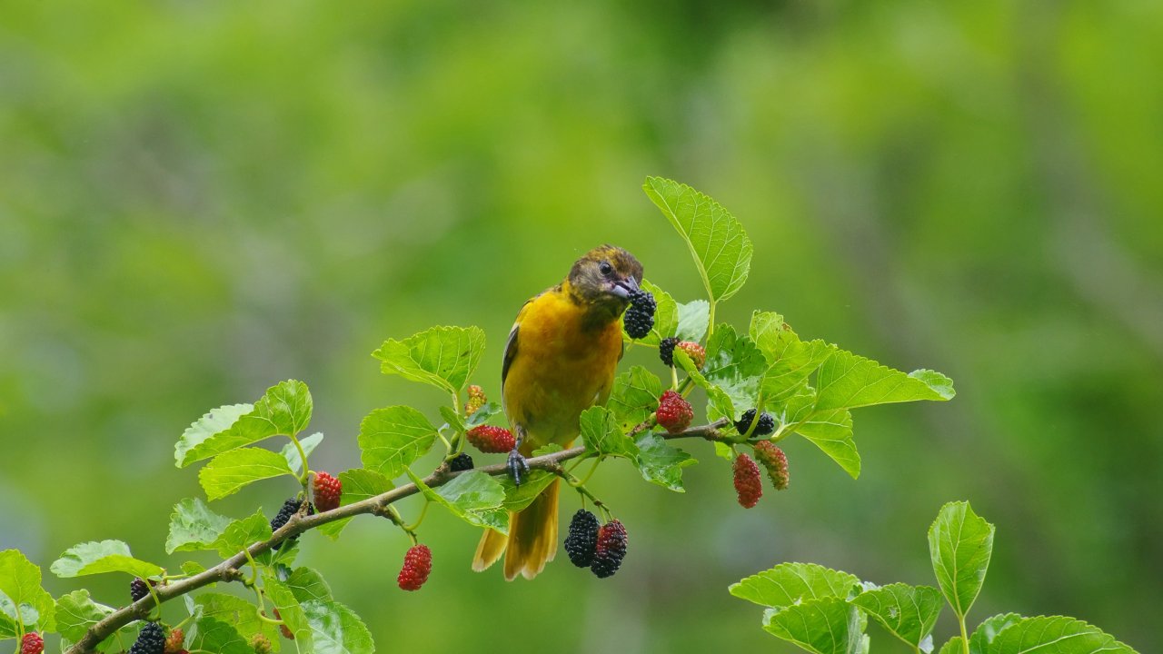 A yellow bird perches on a mulberry branch, eating dark berries. Vibrant green leaves surround it, set against a blurred green background. Calm and natural scene.