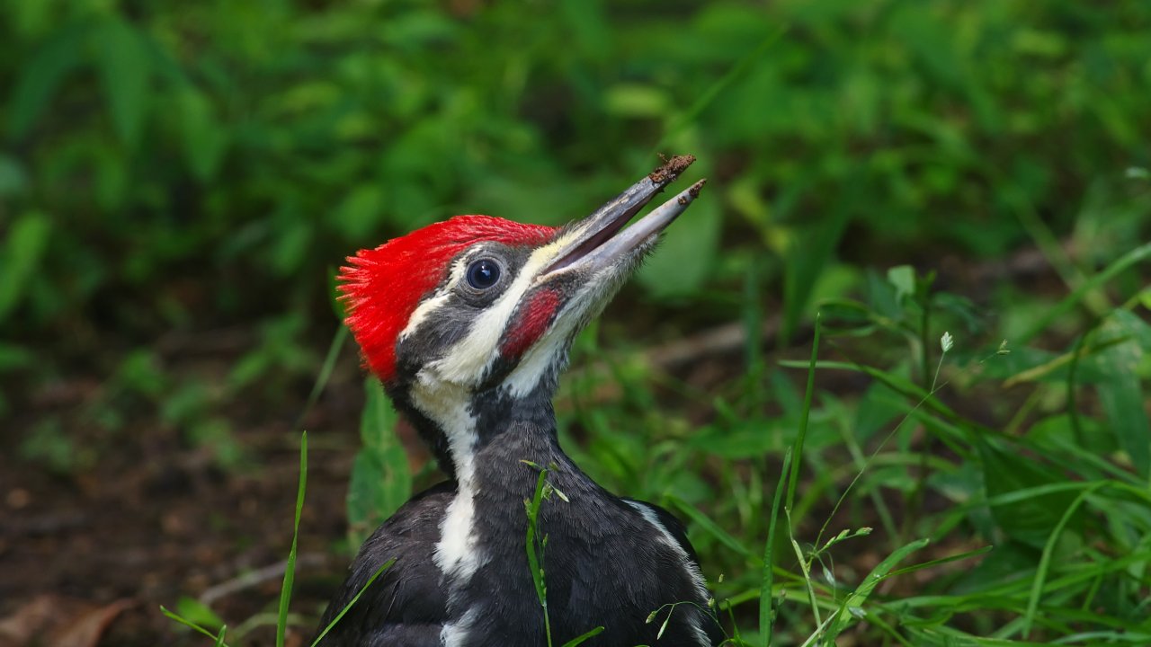A woodpecker with a striking red crest and black-and-white plumage sits in lush green grass, gazing upwards. The bird's sharp beak is partially open.