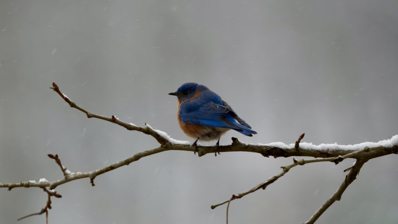 A vibrant bluebird with an orange belly perches on a snow-dusted branch against a soft gray wintery background, conveying a serene and peaceful mood.