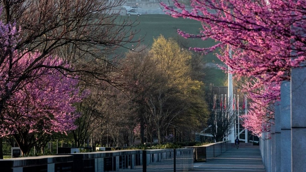 Spring blossoms frame a serene urban pathway leading to a classical building.
