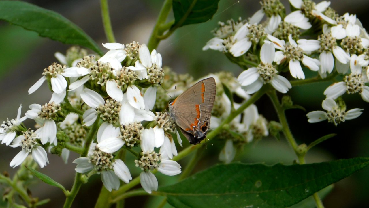 Small gray butterfly on white flowers with green leaves.