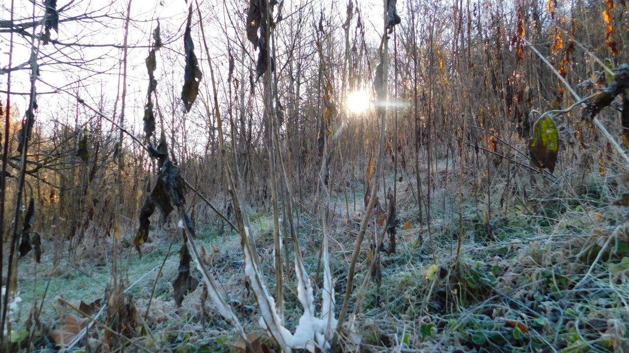 Sunrise shining through a frosty forest with spider webs on grass.