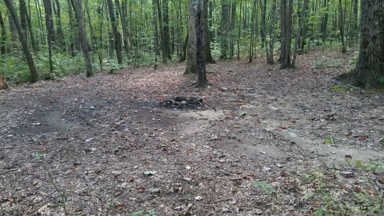 Dirt path splitting around a fire pit in a dense green forest.