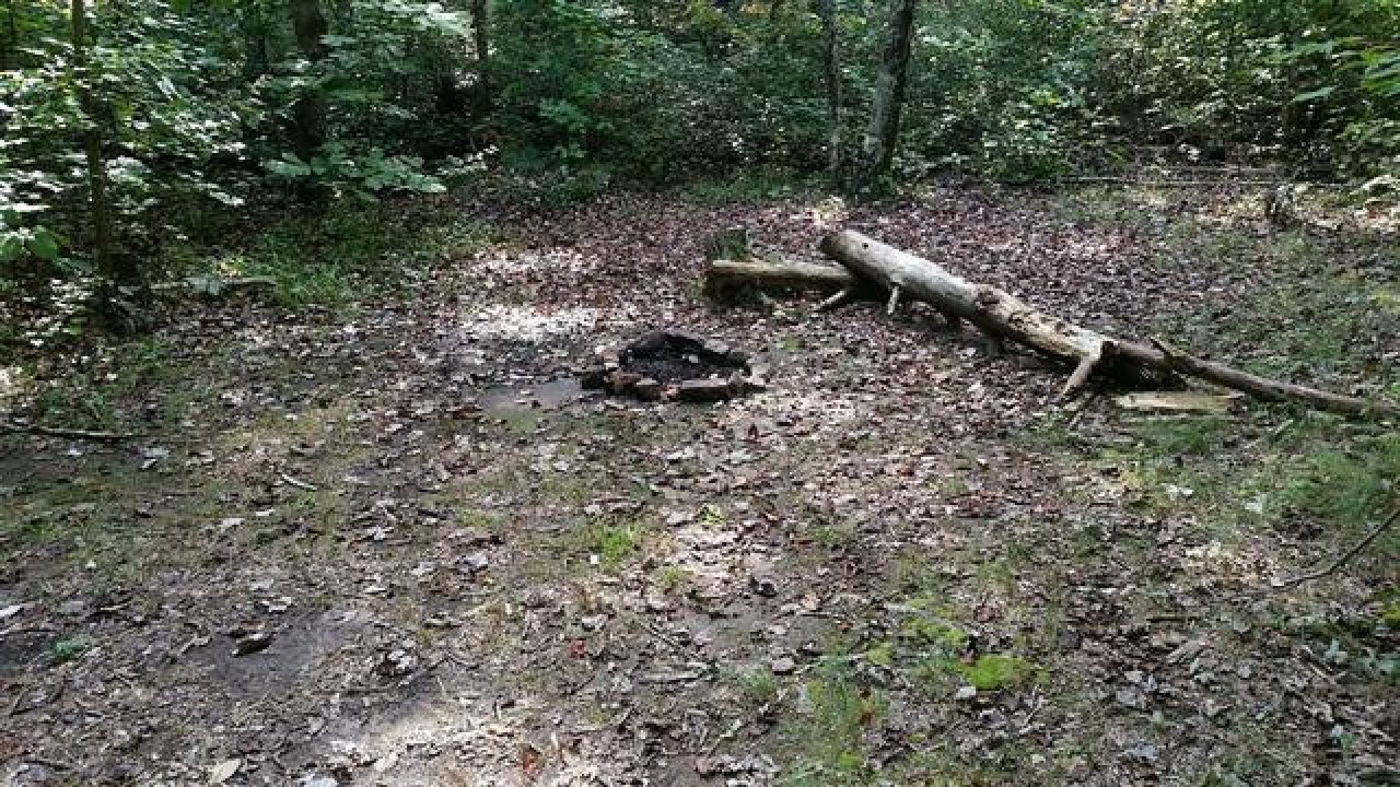 Fallen log and burned campfire area in a forest clearing.