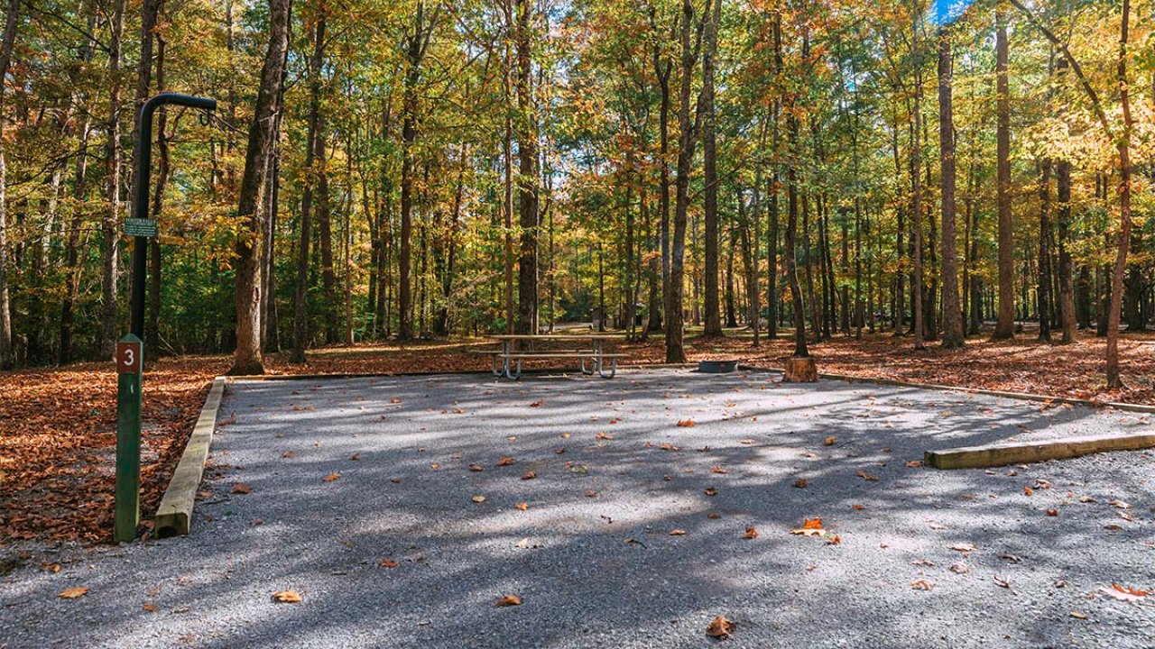 Autumn park with trees shedding leaves and a clear path.