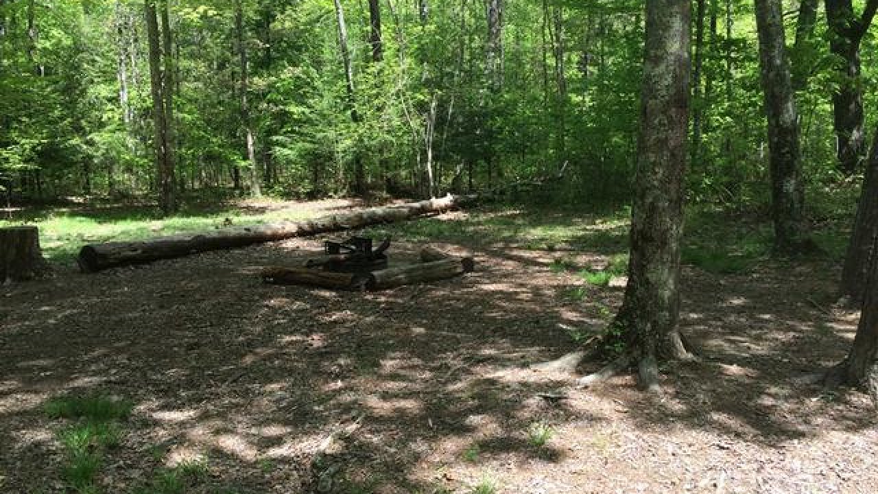 Sunny forest clearing with fallen logs and dense green trees.