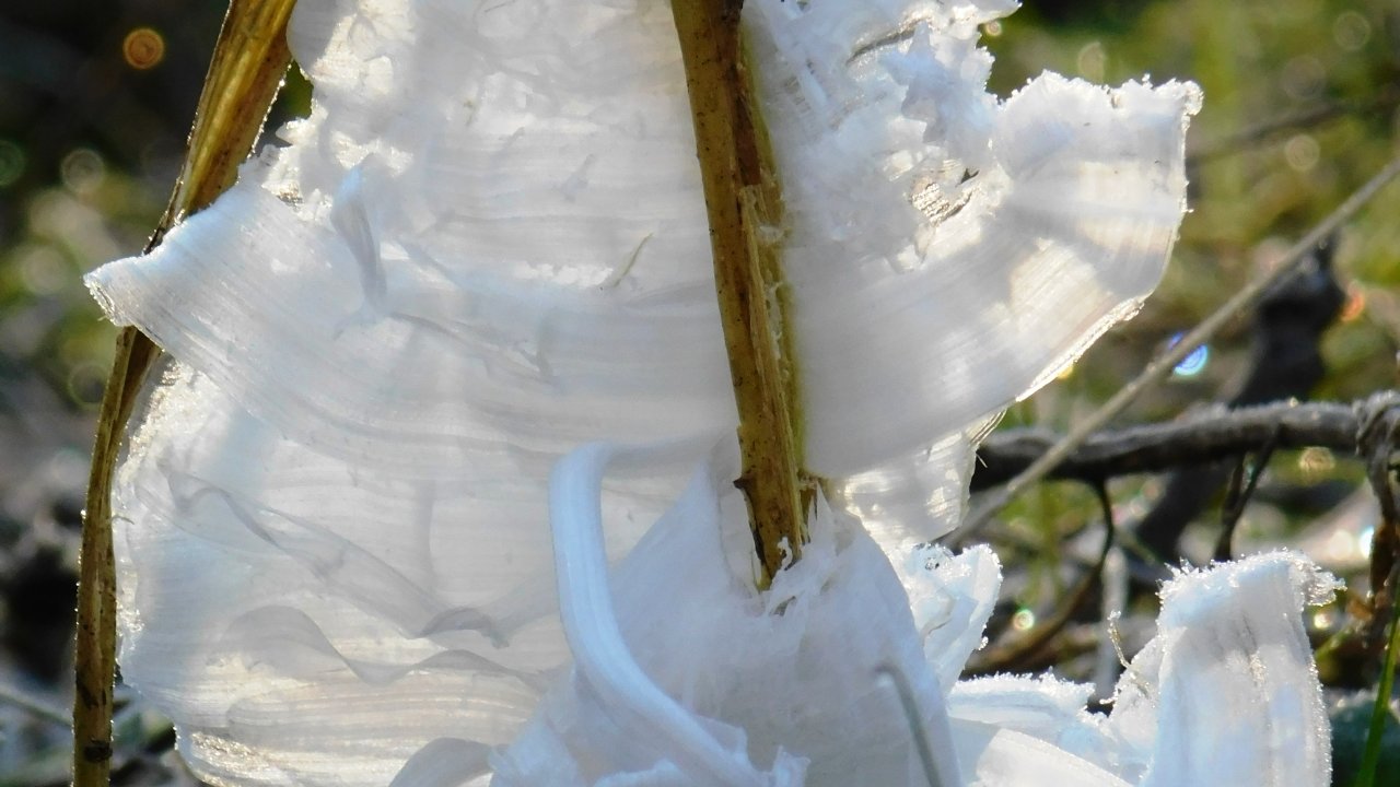 Frost flowers formed on wild grass on a sunny morning.