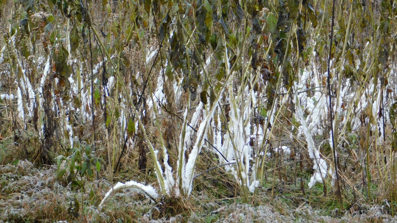 Birch trees with white bark and hanging moss in a frosty forest.