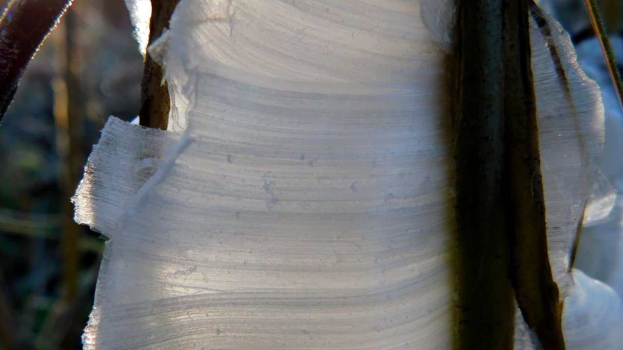 Frost flower formation on a plant stem in sunlight.