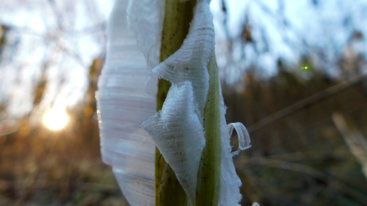 Frost-covered plant with sunrise in the background.