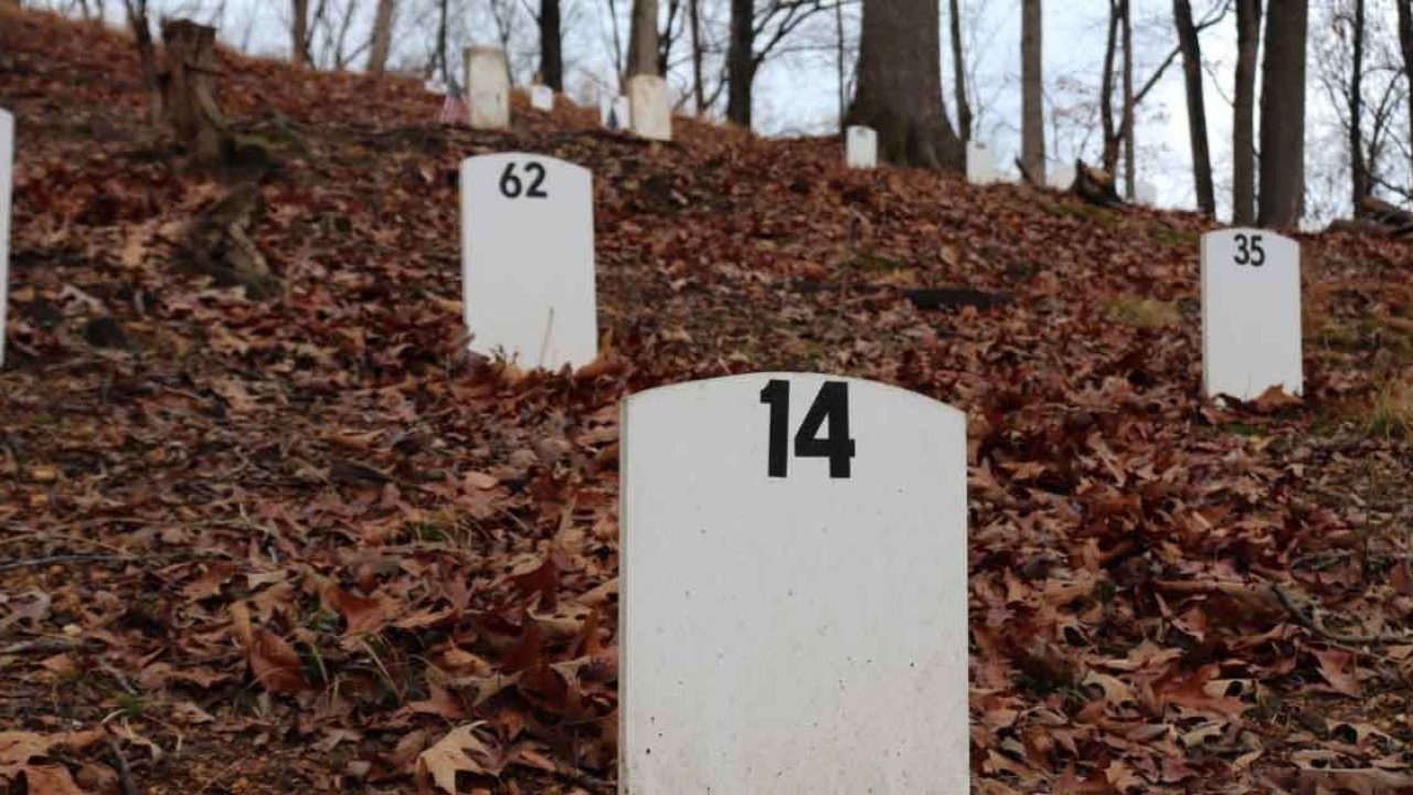 White numbered markers on a leaf-covered hillside.