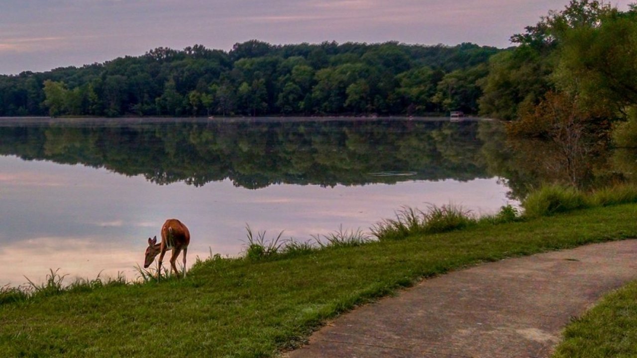Dog drinking from a calm lake at twilight with forest in the background.