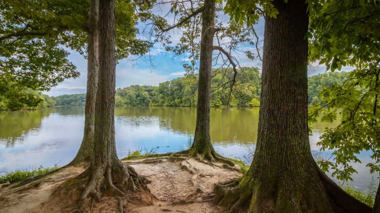Serene lakeside view framed by large trees on a clear day.
