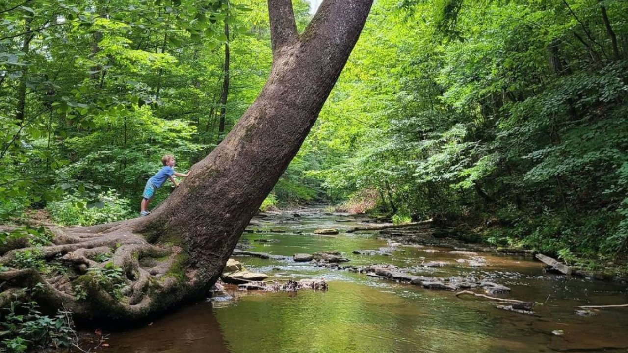 Man leaning on a large slanted tree by a forest stream.