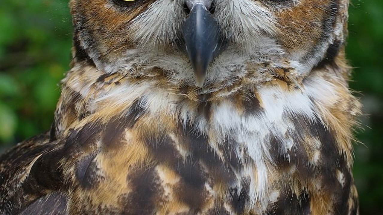 Close-up of a great horned owl with bright yellow eyes and intricate brown feathers, set against a lush green leafy background, exuding a wise, intense gaze.