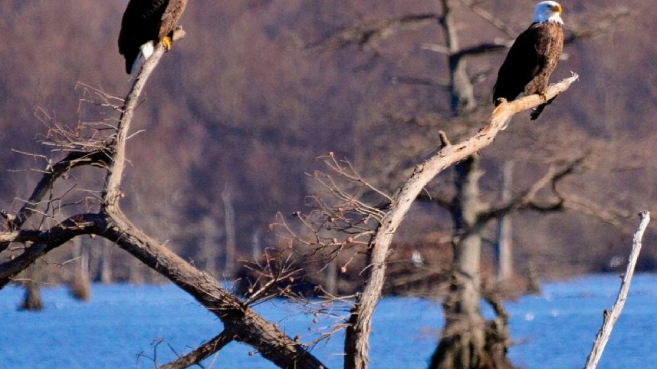 Two bald eagles perched on leafless branches by a lake.