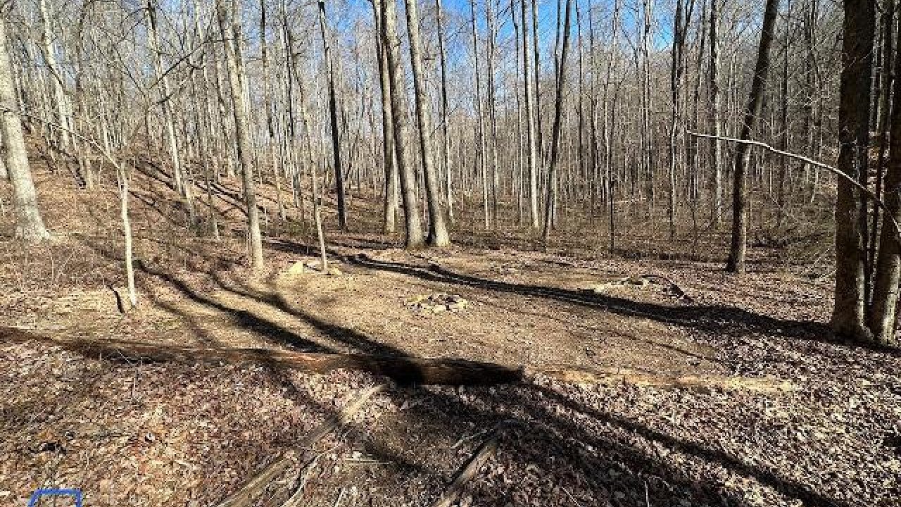Sunny forest trail with long shadows and bare trees.