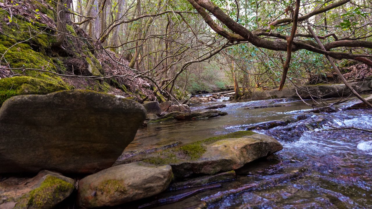 Stream flowing through a forest with rocks and hanging branches.