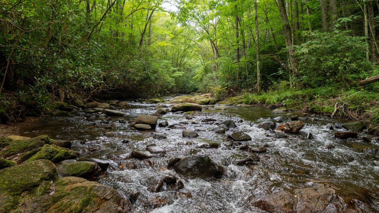 Rocky stream flowing through a lush, green forest.