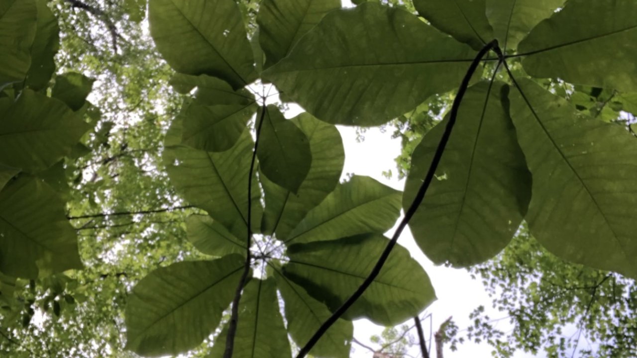 Upward view through a canopy of green leaves against a bright sky.