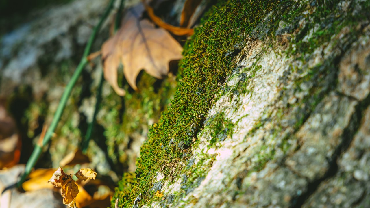 Moss-covered tree bark with autumn leaves.
