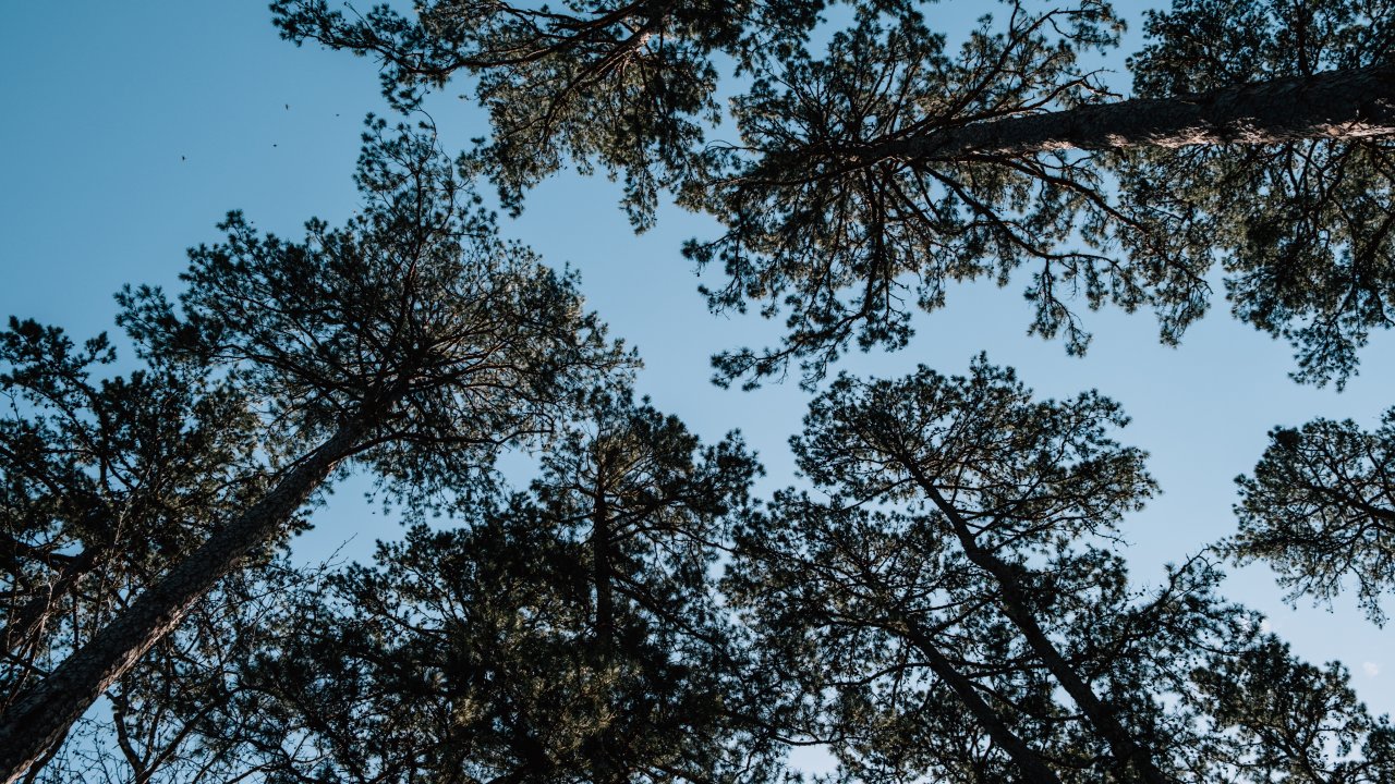 Chickasaw State Forest by Kari Edgens