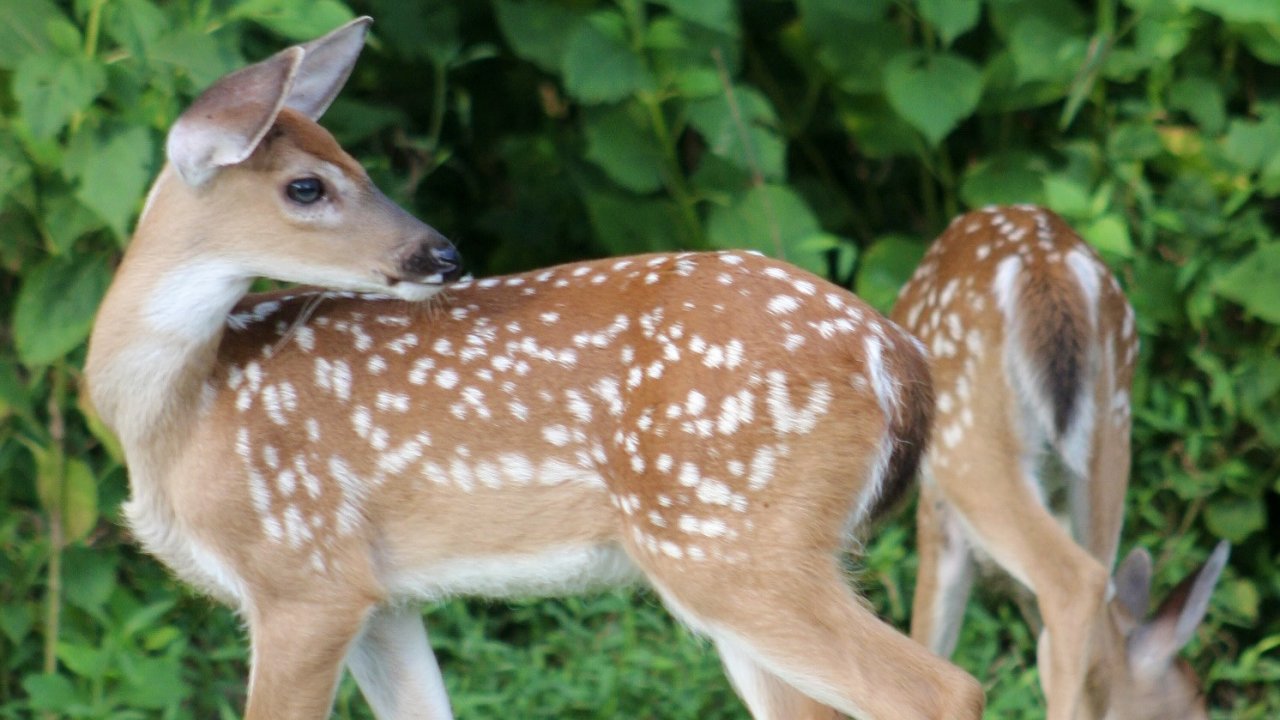 Two fawns grazing in lush green grass.