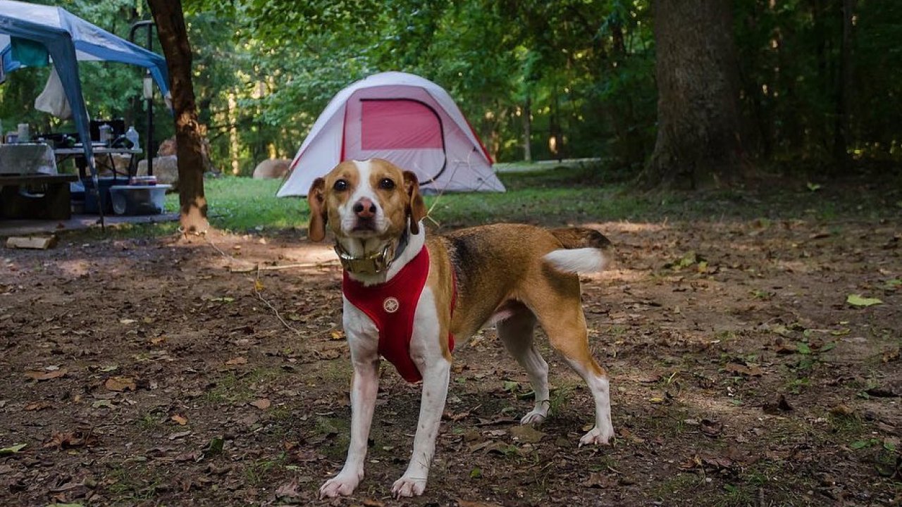 Dog in a red harness standing in front of a tent in a wooded campsite.