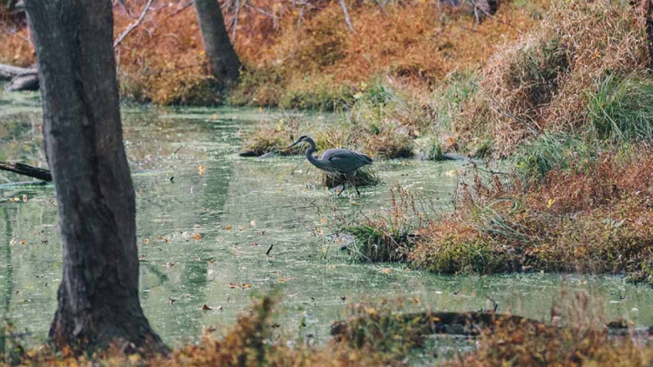 bird walking into the water
